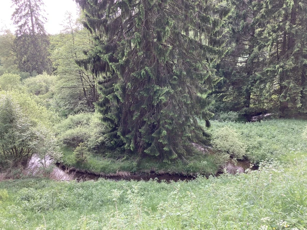 Tanne am Bachlauf am U1