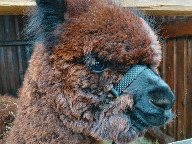 Alpaka