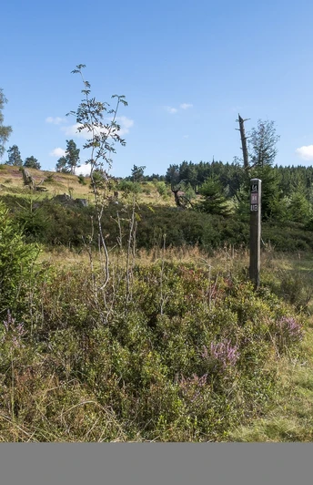 Heidepfad am Wanderweg U3 in Willingen-Usseln