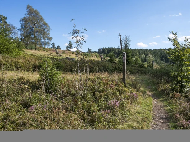Heidepfad am Wanderweg U3 in Willingen-Usseln
