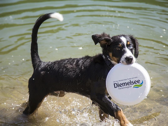 Hundestrände am Diemelsee