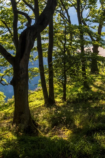 Laubwald bewachsener Gipfel