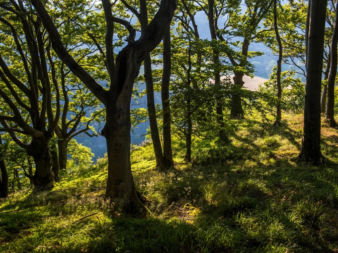 Laubwald bewachsener Gipfel