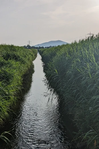 Bach im Waldhägenich