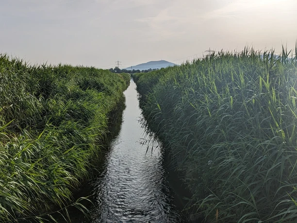 Bach im Waldhägenich