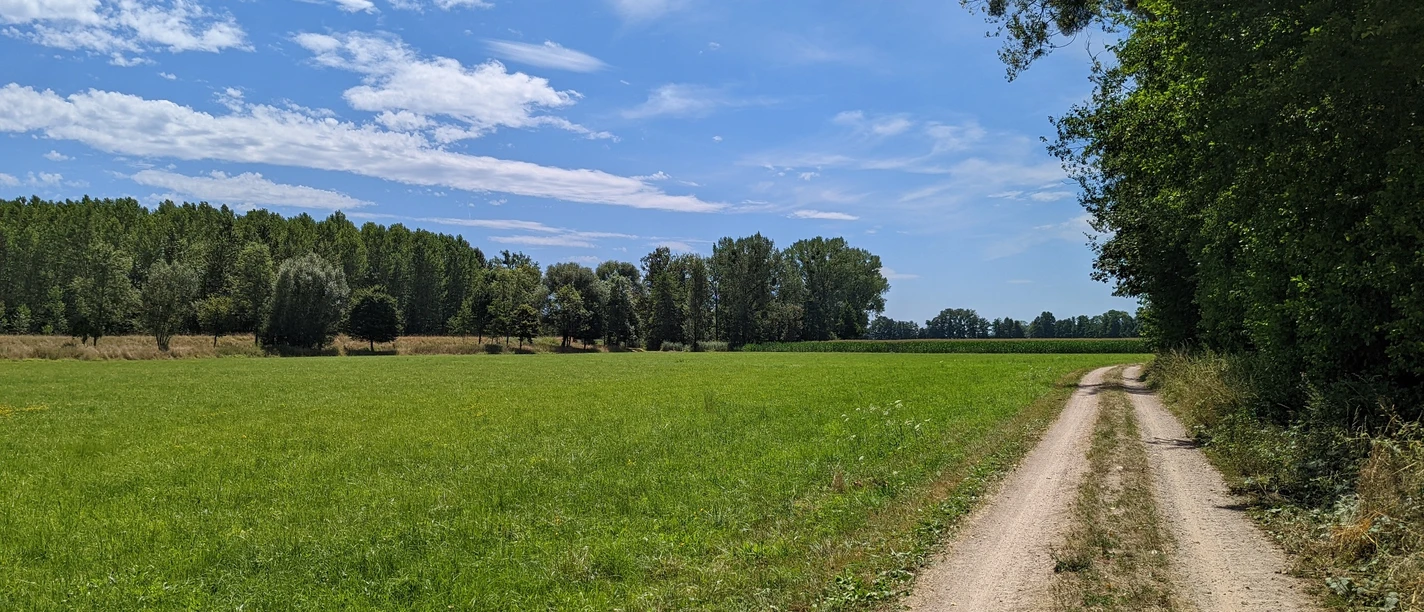 Weg im Waldhägenich