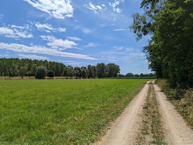 Weg im Waldhägenich