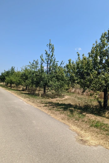 Obstbaumallee Waldhägenich
