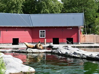 Sea lion Seelöwen-Areal im ZooSea lion area at the zooZeeleeuwengebied in de dierentuinSøløveområdet i den zoologiske have