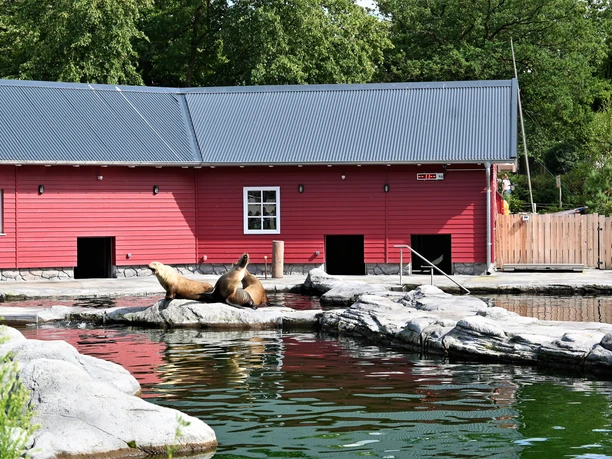 Sea lion Sea lion area at the zoo