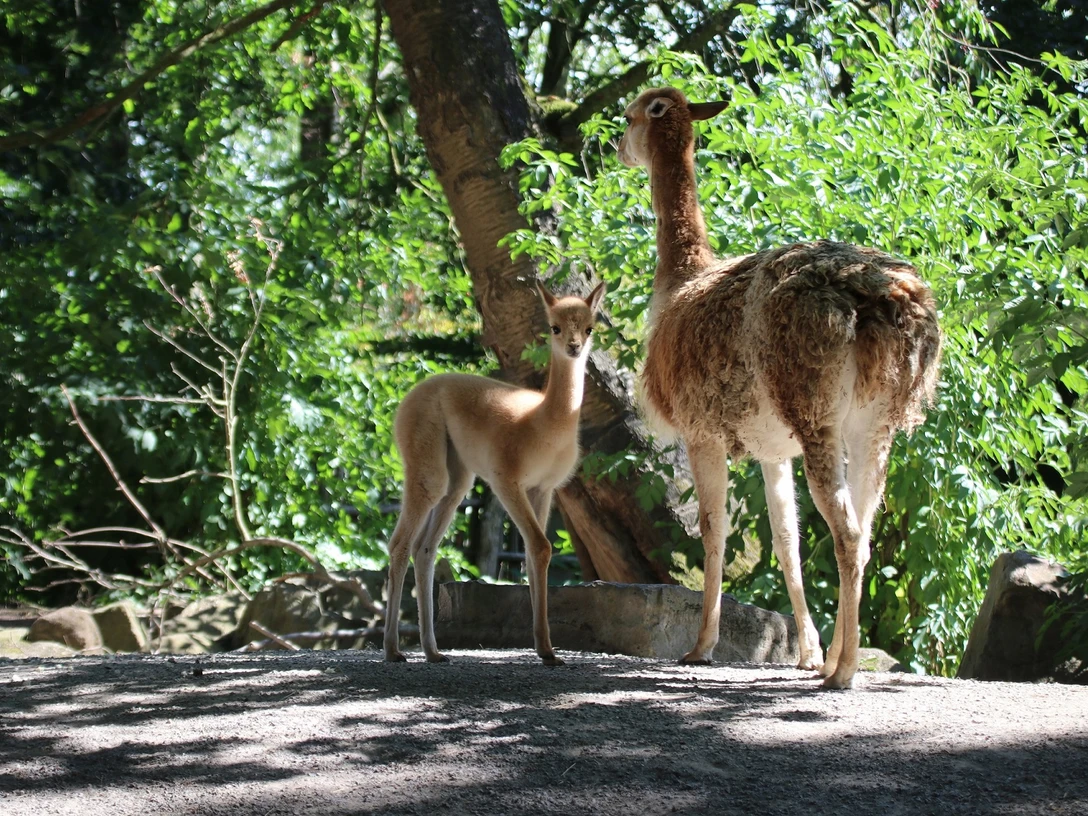 ZooOS-Vikunjanachwuchs_05082022_C.jpg Vikunja-Mutter mit Jungem im grünen Gehege unter Bäumen, Sonnenlicht durchbricht das Blätterdach.Vicuña mother with young in the green enclosure under trees, sunlight breaking through the canopy.Vicuña-mor med unger i den grønne indhegning under træerne, hvor sollyset bryder igennem trækronerne.Vicuña moeder met jong in het groene verblijf onder bomen, zonlicht breekt door het bladerdak.