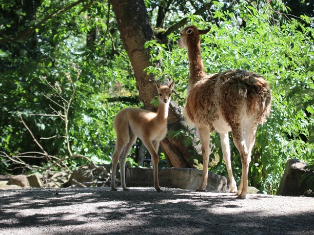 ZooOS-Vikunjanachwuchs_05082022_C.jpg Vicuña mother with young in the green enclosure under trees, sunlight breaking through the canopy.