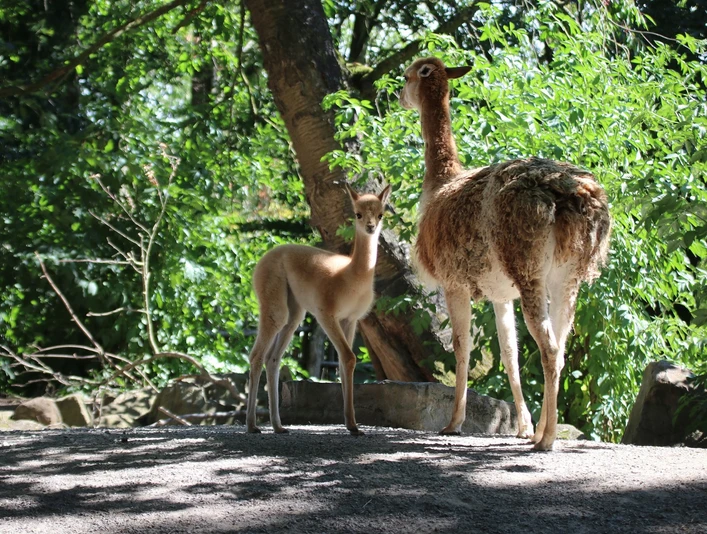 ZooOS-Vikunjanachwuchs_05082022_C.jpg Vikunja-Mutter mit Jungem im grünen Gehege unter Bäumen, Sonnenlicht durchbricht das Blätterdach.Vicuña mother with young in the green enclosure under trees, sunlight breaking through the canopy.Vicuña-mor med unger i den grønne indhegning under træerne, hvor sollyset bryder igennem trækronerne.Vicuña moeder met jong in het groene verblijf onder bomen, zonlicht breekt door het bladerdak.