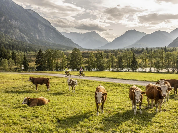 Radfahren mit Zugspitzblick Radfahrer auf einem Weg mit Kühen auf einer Weide und Blick auf Berglandschaft.