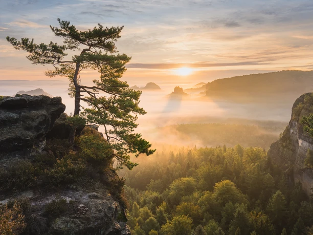 Ein einsamer Baum steht auf einem Felsen mit Blick auf einen nebelverhangenen Wald bei Sonnenaufgang, der Himmel ist in sanften Orange- und Blautönen gefärbt.
