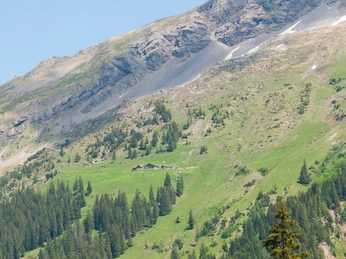 Biwaldalp_Ferne@Urner Alpkäse Website.jpg