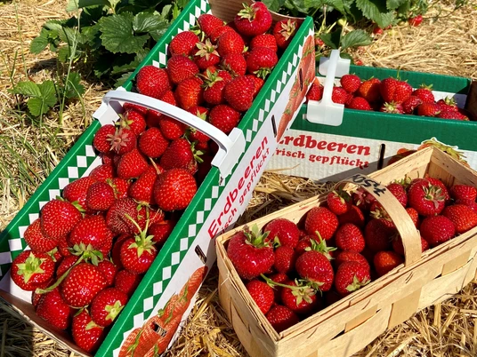 Erdbeeren Frisch vom Feld