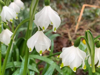 blühender Märzenbecher