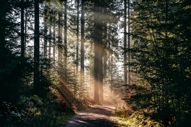 Sonnenstrahlen im Wald