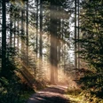 Sonnenstrahlen im Wald