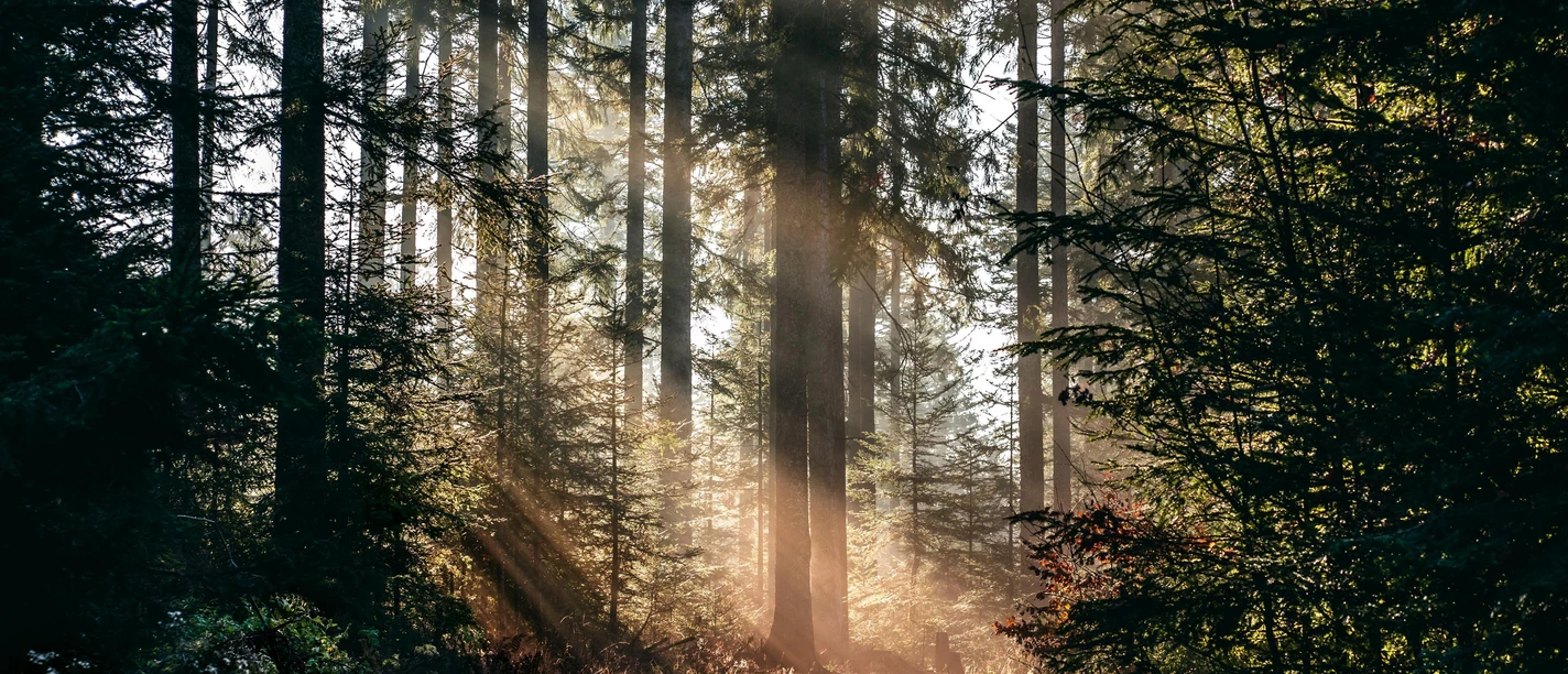 Sonnenstrahlen im Wald