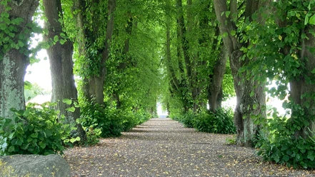 Waldweg Waldweg