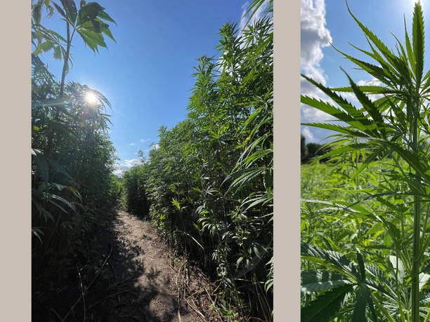 Bauernhof_Menke_Hanflabyrinth_1.jpg Hanffelder ragen unter strahlend blauem Himmel empor, Sonne scheint durch das Laub.