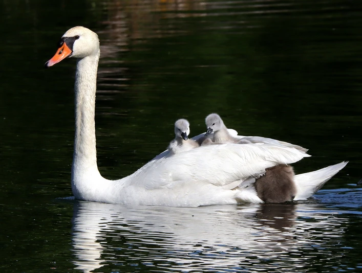 Breitenbacher see 10