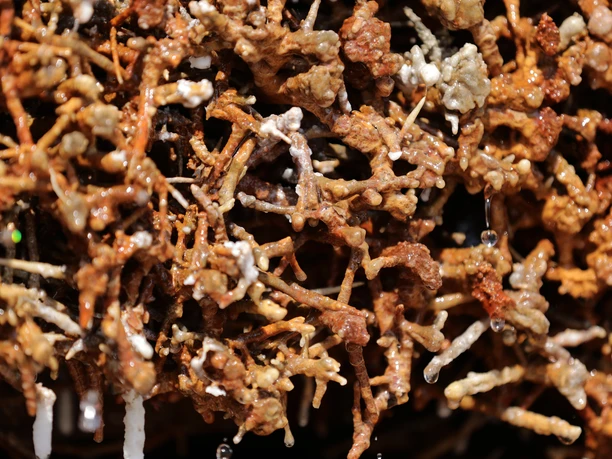 120HR - Bad Soden-Salmünster - Gradierwerk.JPG