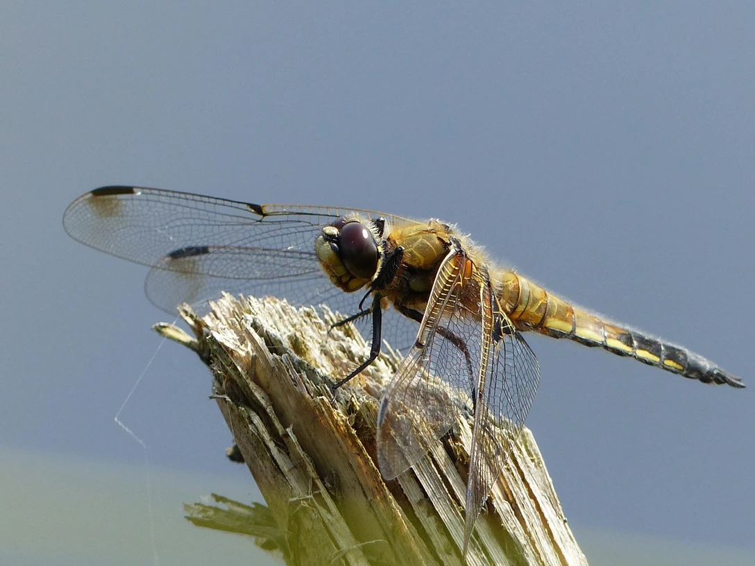 P1080200-2-2048x1536.jpg Eine Libelle sitzt auf einem abgebrochenen Ast, die Flügel sind ausgebreitet, Hintergrund unscharf.