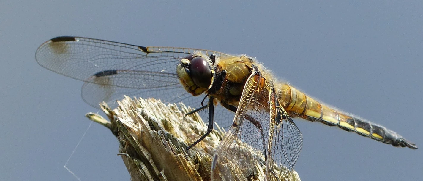 P1080200-2-2048x1536.jpg Eine Libelle sitzt auf einem abgebrochenen Ast, die Flügel sind ausgebreitet, Hintergrund unscharf.