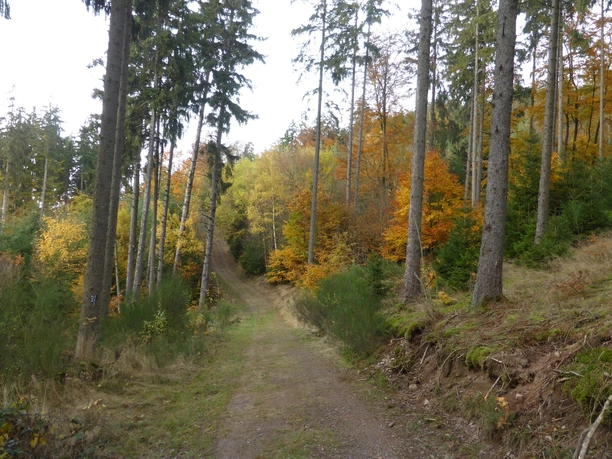Der Weddel im Herbst