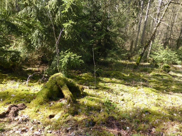 Frühlingserwachen im Weddel