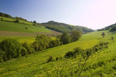 Grüne Wiesen mit Löwenzahn, Hecken und bewaldeten Hügeln im Sauerland