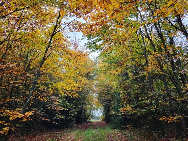 Bunter Herbstwald