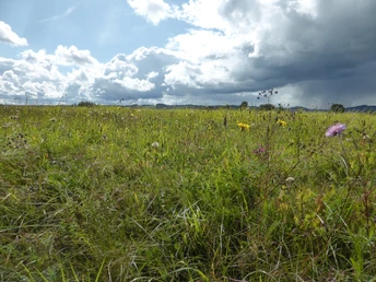 Wiesenlandschaft in der Medebacher Bucht.