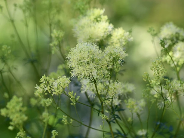 yellow meadow rue 6487298 1280