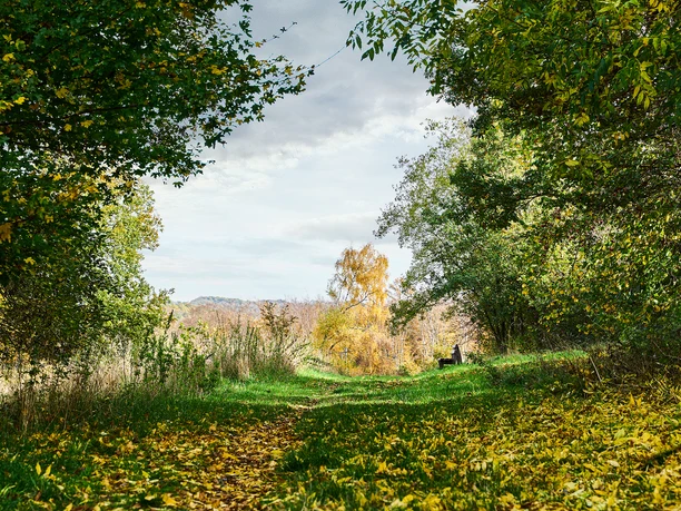 Karstwanderweg, Ennepetal Ein grüner Wanderweg im Herbst, gesäumt von bunten Bäumen unter bewölktem Himmel in Ennepetal.