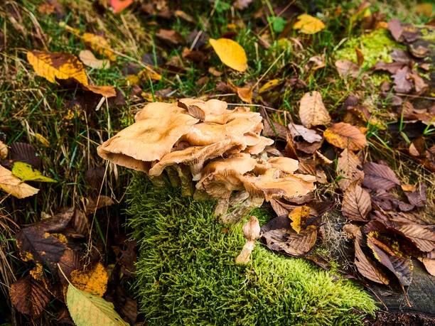 Karstwanderweg, Ennepetal Pilze wachsen auf einem mit Moos bedeckten Baumstumpf, umgeben von Herbstblättern in einem Wald.