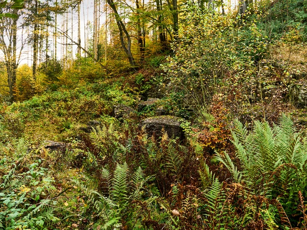 Karstwanderweg, Ennepetal Farn- und moosbedeckte Steine in einem dichten, herbstlich gefärbten Wald am Karstwanderweg Ennepetal.