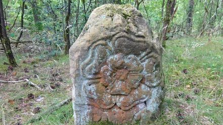 Grenzstein im Wald mit verblasster Inschrift und floralem Muster, von Moos und Flechten bewachsen.