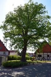 Thie-Linde Dörnten 2.jpg