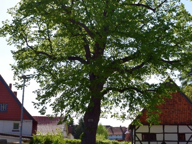 Thie-Linde Dörnten 2.jpg