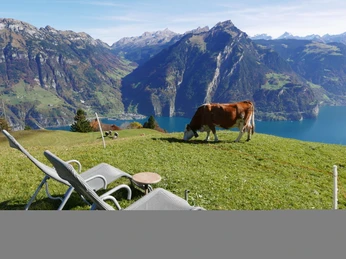 SBT_Weid Liegestühle und Kuh nach O.JPG