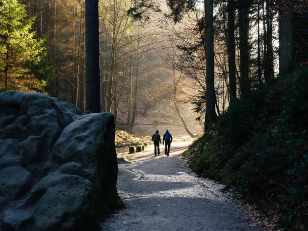 Two people are walking along a forest path, surrounded by tall trees and rocks, in the soft light of the morning sun.