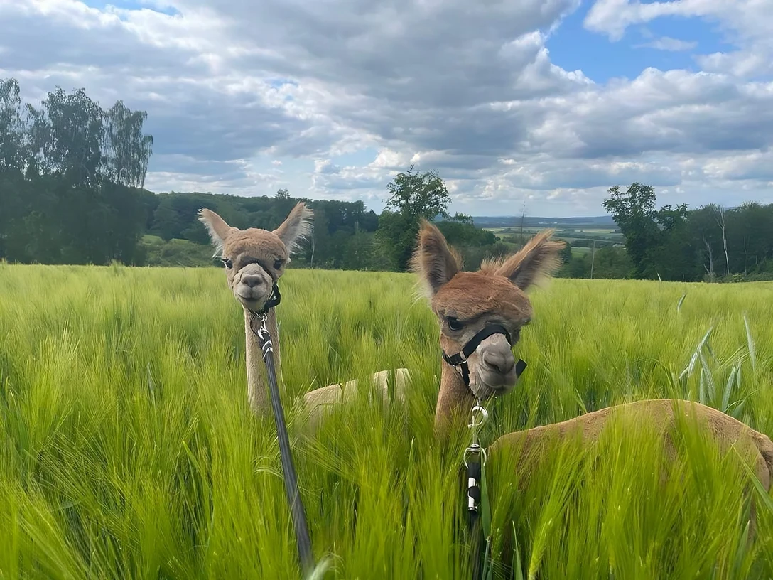 Alpaka-Duo.png