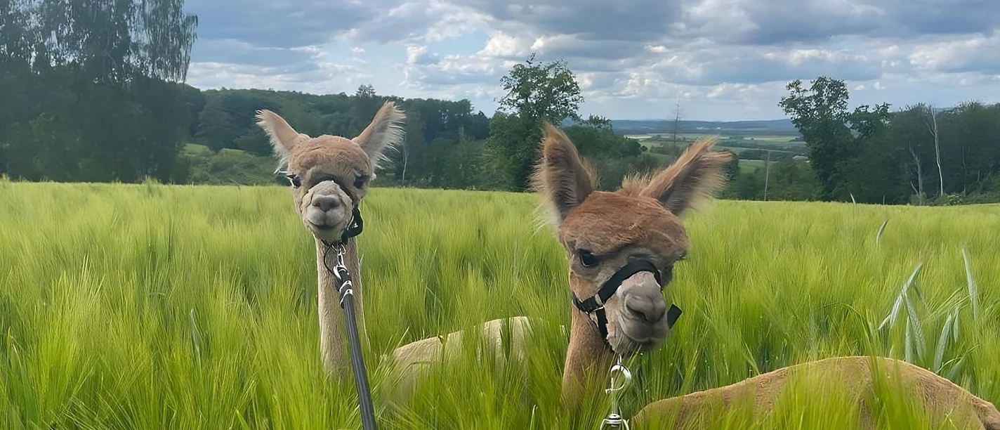 Alpaka-Duo.png