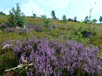 Heide auf dem Osterkopf Heide auf dem Osterkopf