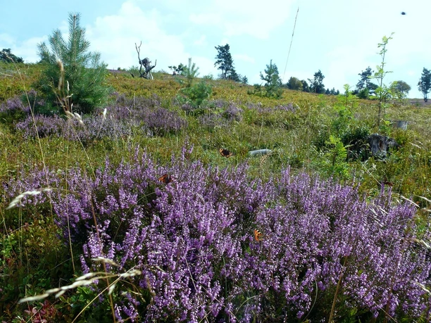 Heide auf dem Osterkopf Heide auf dem Osterkopf