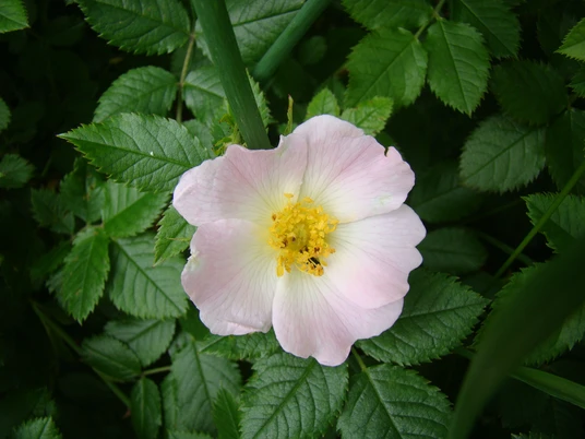 Blüte am Wanderpfad <p>Hagebuttenblüte in zartem Rosa mit gelbem Kern, umgeben von grünen Blättern.</p>